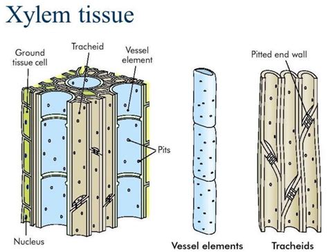 tensile strength xylem|xylem vessel structure.